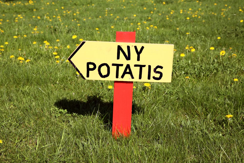 Fotografi föreställande en målad träskylt placerad på en grön gräsmatta där det står "ny potatis".