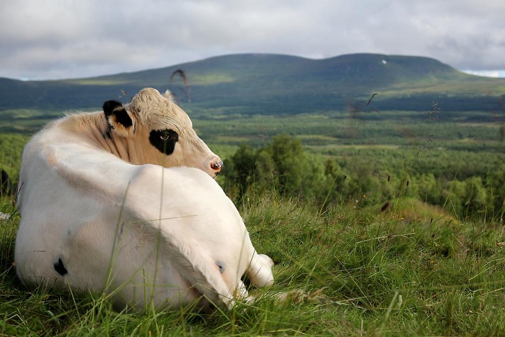 En ko som ligger i ett stort naturlandskap.