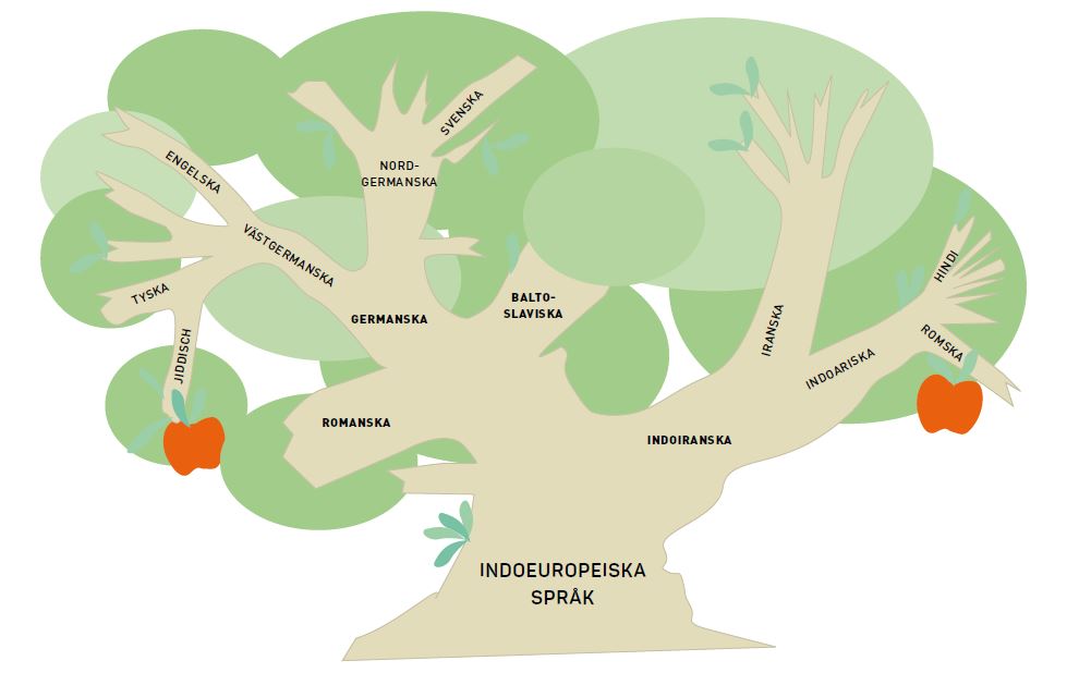 träd som visar den indoeuropeiska språkfamiljen