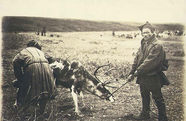 Svartvitt fotografi föreställande en person som håller i renen medan en andra mjölkar.