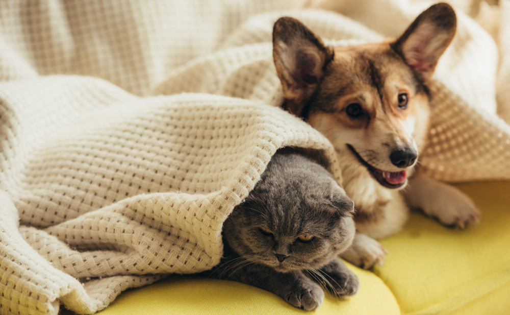 katt och hund som ligger tillsammans under en filt på en gul soffa