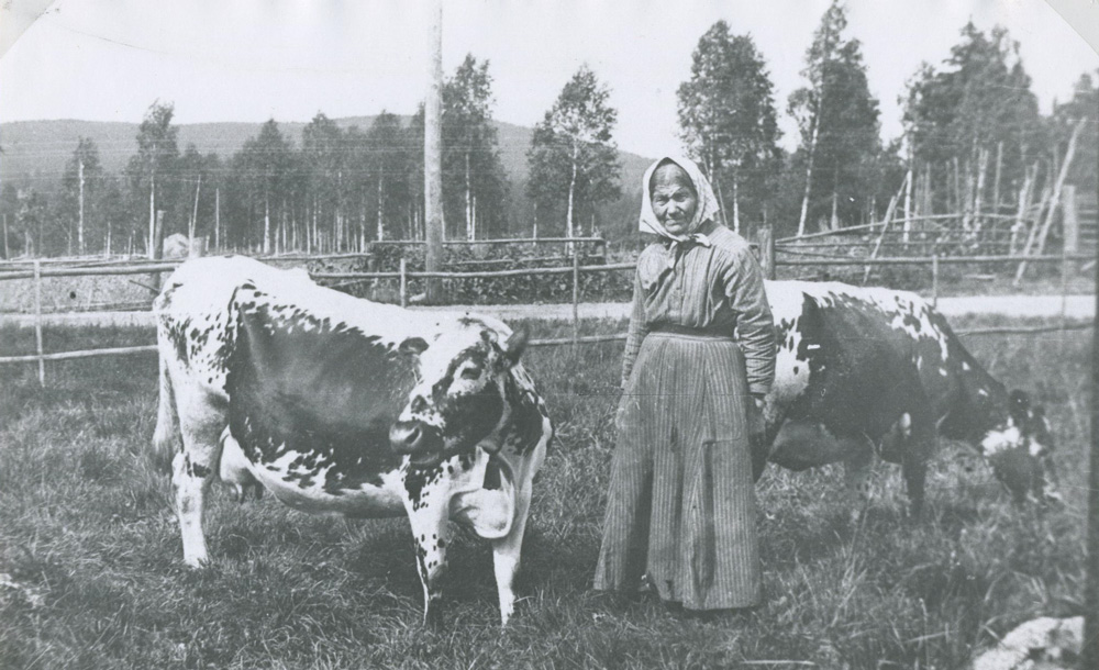 Svartvitt fotografi med kvinna i huckle som står mellan två betande kor