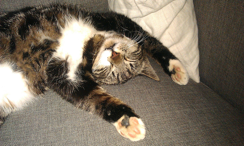 En katt ligger på rygg i en soffa och sträcker på sig