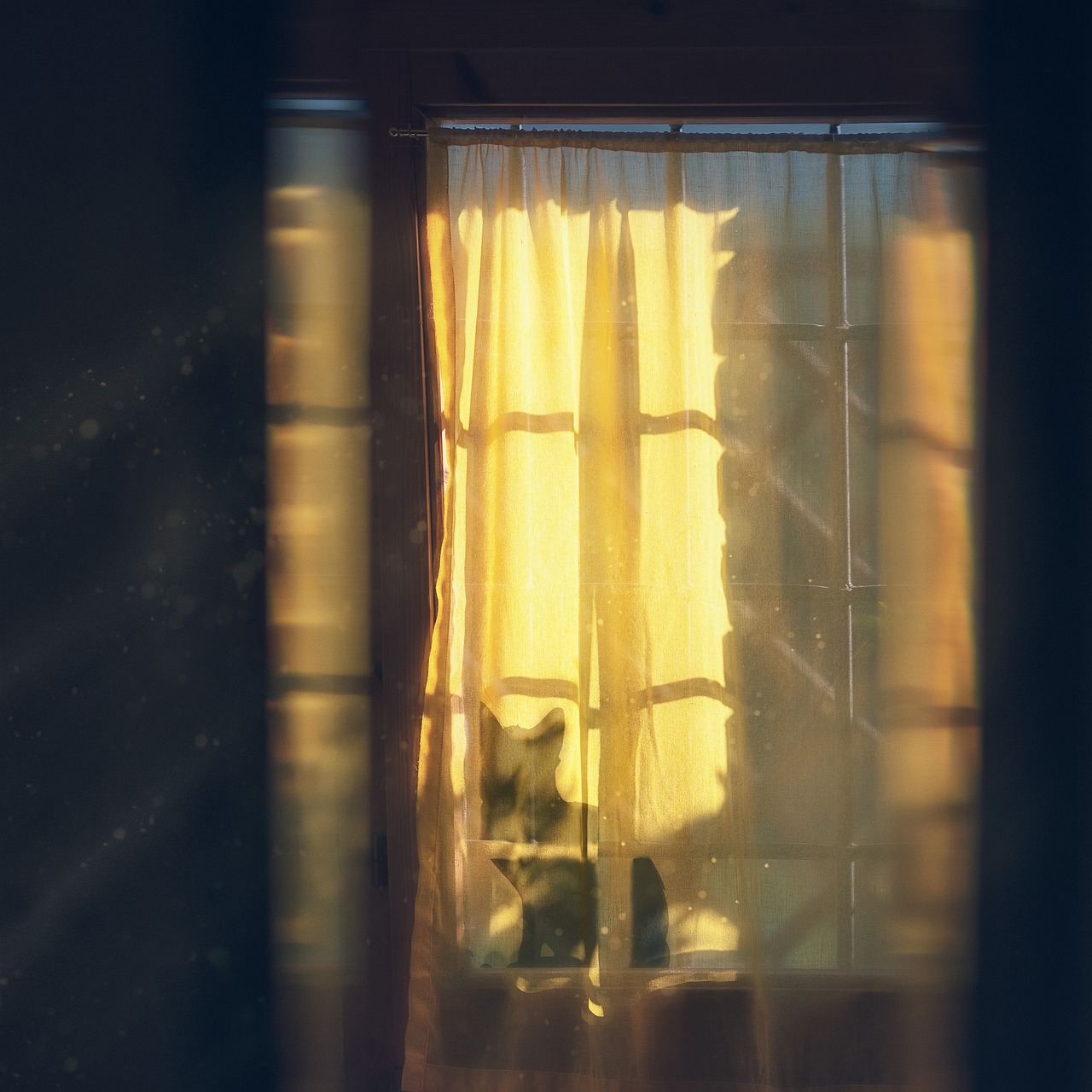 Fönster i motljus med en katt som skymtar bakom gardinen där solen lyser igenom