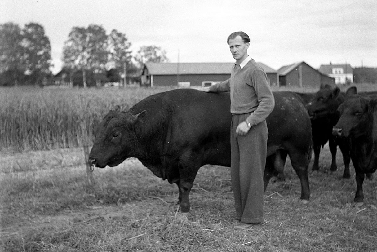 Fotografi av man som står bredvid en stor tjur och håller handen på djurets rygg.