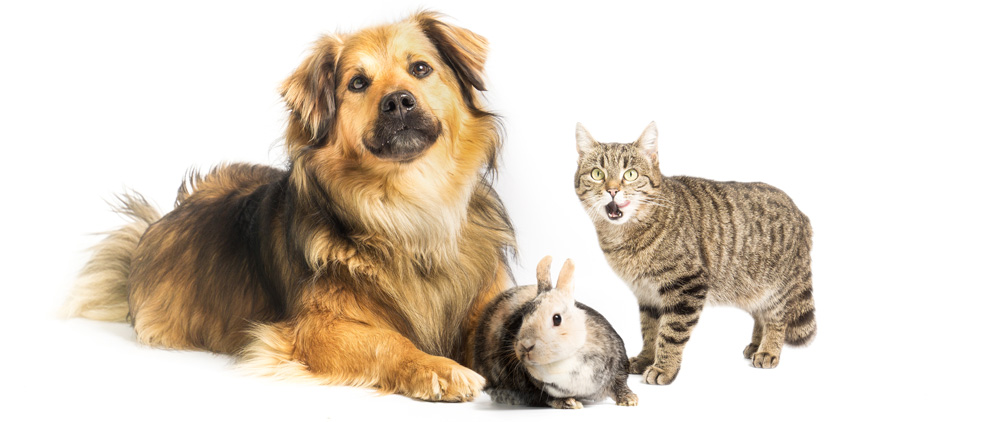 fotografi på en hund, en kanin och en katt mot vit bakgrund som står vända mot kameran