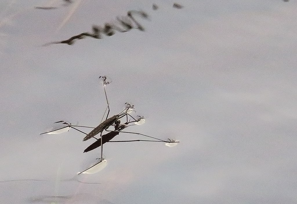 Bild på insekten Gerridae, vanligen kallad skräddare, på en blank vatenyta.