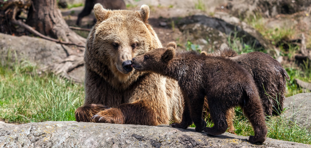 En björn som ligger på en klippa i skogsmiljö, och en björnunge som sträcker fram nosen mot den större björnens nos.